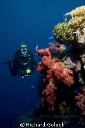 Diver at the bow of the Fujikawa Maru -Truk Lagoon by Richard Goluch 